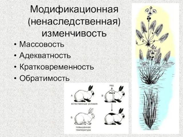 Модификационная (ненаследственная) изменчивость Массовость Адекватность Кратковременность Обратимость