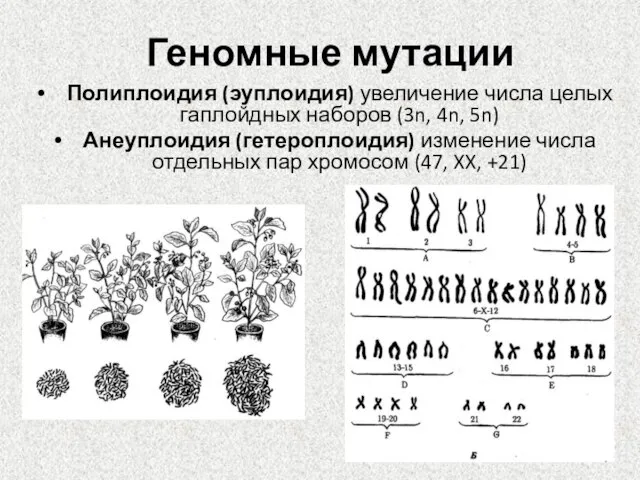 Геномные мутации Полиплоидия (эуплоидия) увеличение числа целых гаплойдных наборов (3n, 4n,