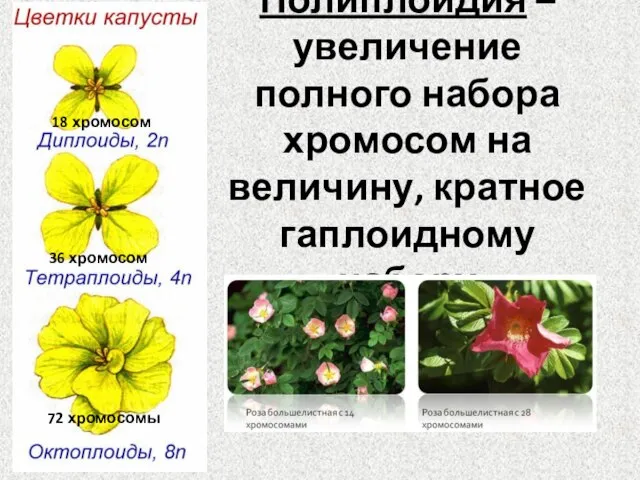 Полиплоидия – увеличение полного набора хромосом на величину, кратное гаплоидному набору