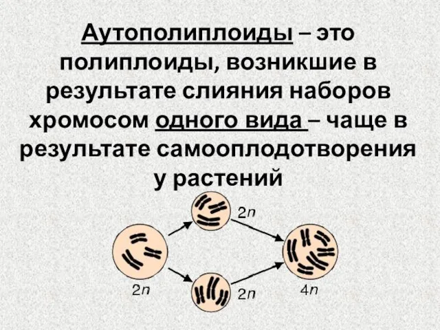 Аутополиплоиды – это полиплоиды, возникшие в результате слияния наборов хромосом одного