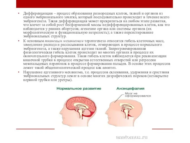 Дифференциация – процесс образования разнородных клеток, тканей и органов из одного