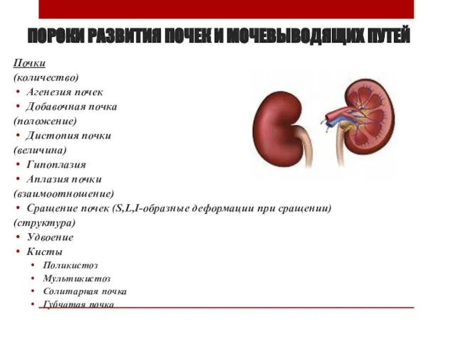 ПОРОКИ РАЗВИТИЯ ПОЧЕК И МОЧЕВЫВОДЯЩИХ ПУТЕЙ Почки (количество) Агенезия почек Добавочная