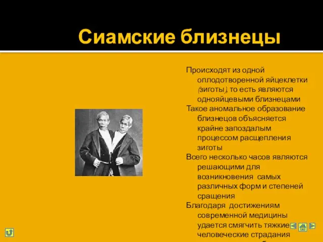 Сиамские близнецы Происходят из одной оплодотворенной яйцеклетки (зиготы), то есть являются