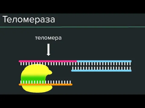 Теломераза теломера