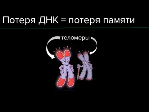 Потеря ДНК = потеря памяти теломеры