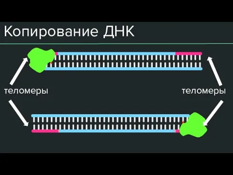 Копирование ДНК теломеры теломеры