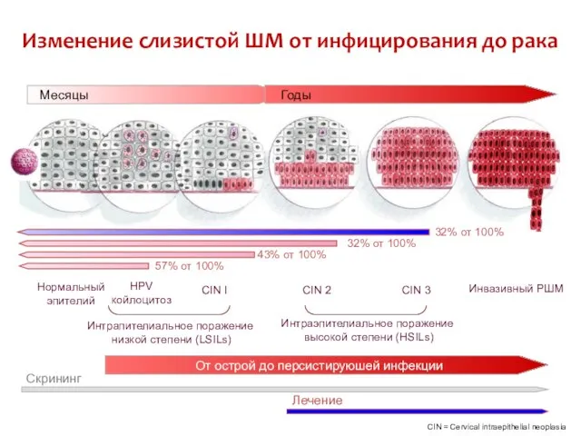 Изменение слизистой ШМ от инфицирования до рака Нормальный эпителий Инвазивный РШМ