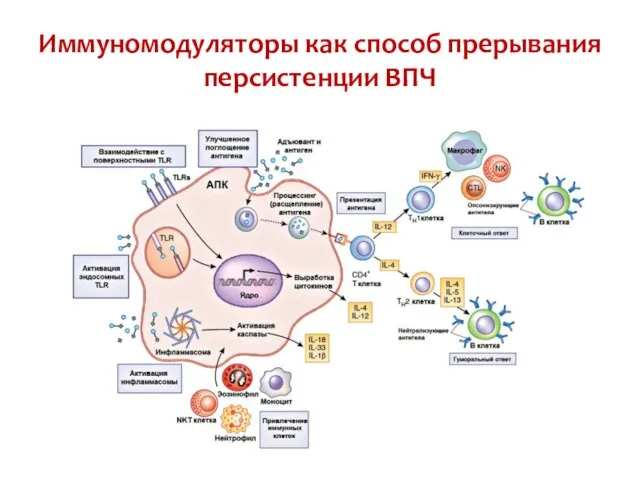 Иммуномодуляторы как способ прерывания персистенции ВПЧ