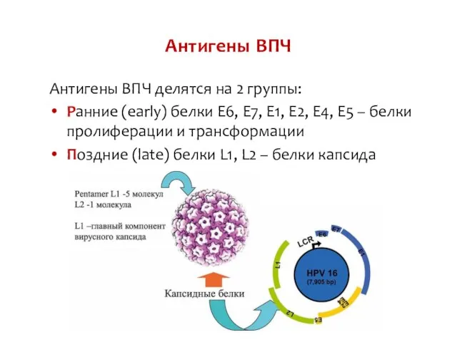 Антигены ВПЧ Антигены ВПЧ делятся на 2 группы: Ранние (early) белки