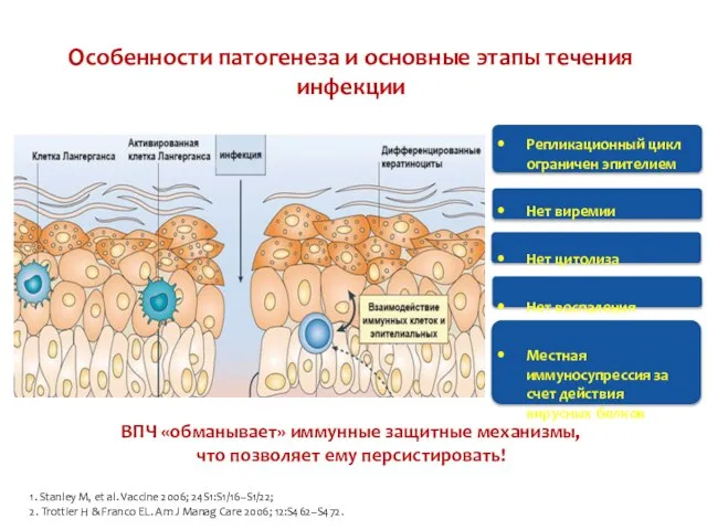 Особенности патогенеза и основные этапы течения инфекции ВПЧ «обманывает» иммунные защитные