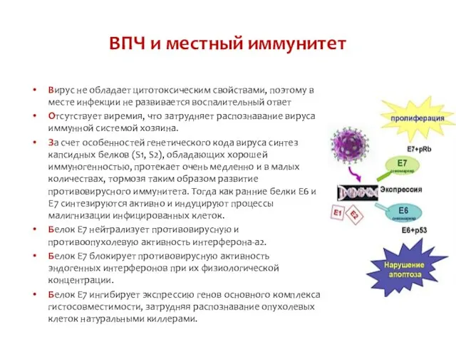 ВПЧ и местный иммунитет Вирус не обладает цитотоксическим свойствами, поэтому в