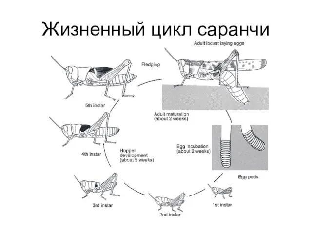 Жизненный цикл саранчи