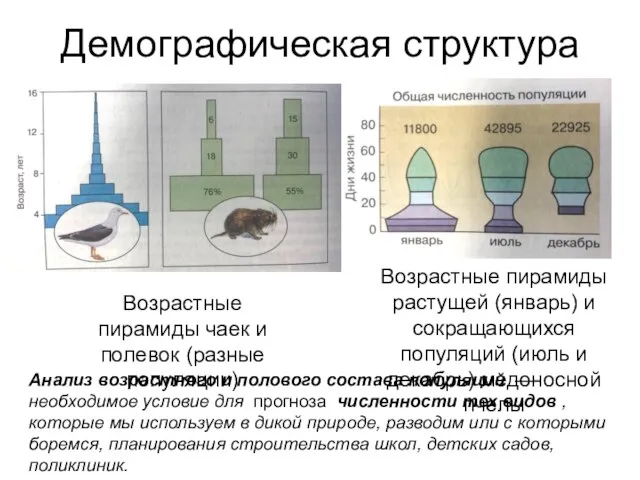 Демографическая структура Возрастные пирамиды чаек и полевок (разные популяции) Возрастные пирамиды