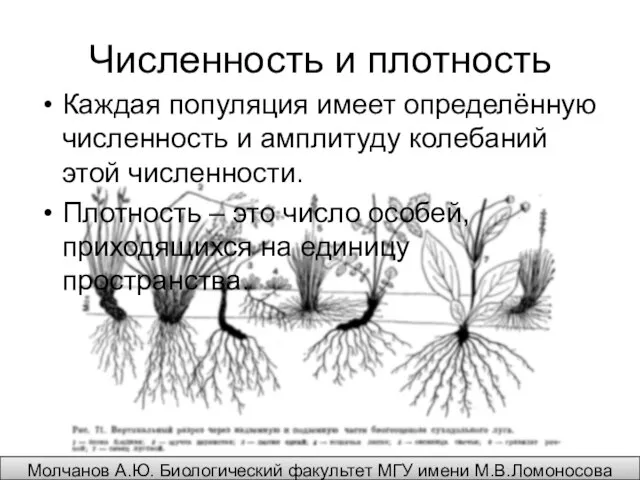 Численность и плотность Каждая популяция имеет определённую численность и амплитуду колебаний