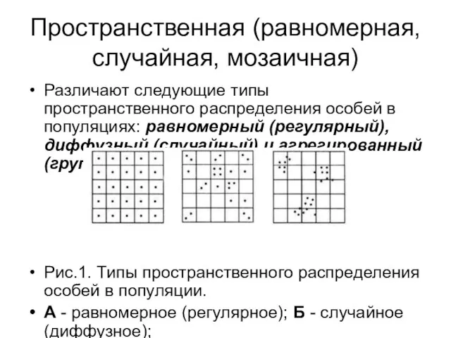 Пространственная (равномерная, случайная, мозаичная) Различают следующие типы пространственного распределения особей в