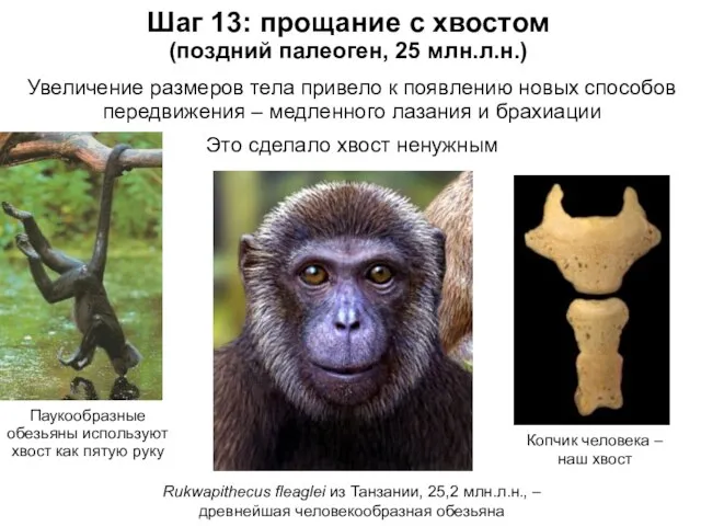 Шаг 13: прощание с хвостом (поздний палеоген, 25 млн.л.н.) Rukwapithecus fleaglei