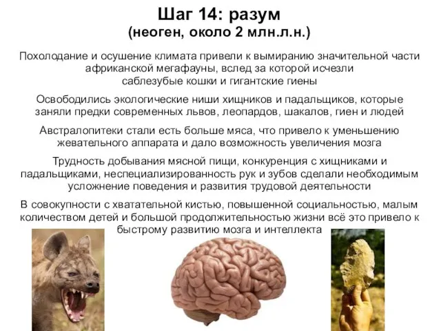 Шаг 14: разум (неоген, около 2 млн.л.н.) Похолодание и осушение климата