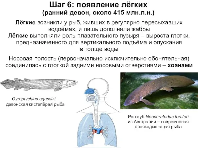 Шаг 6: появление лёгких (ранний девон, около 415 млн.л.н.) Лёгкие возникли