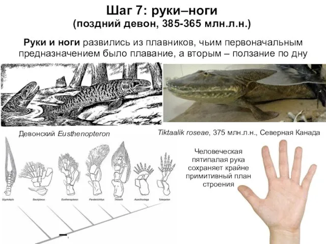 Шаг 7: руки–ноги (поздний девон, 385-365 млн.л.н.) Tiktaalik roseae, 375 млн.л.н.,