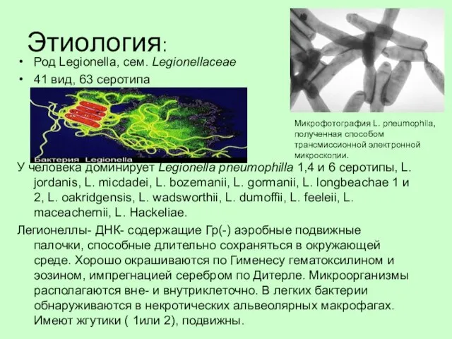 Этиология: Род Legionella, сем. Legionellaceae 41 вид, 63 серотипа У человека