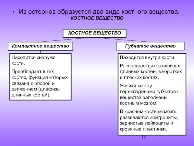 КОСТНОЕ ВЕЩЕСТВО Из остеонов образуется два вида костного вещества.