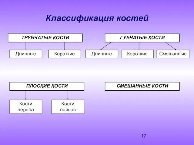 Классификация костей