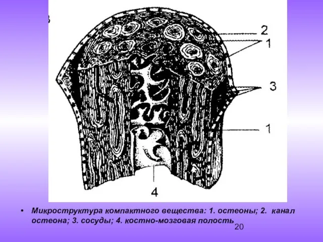 Микроструктура компактного вещества: 1. остеоны; 2. канал остеона; 3. сосуды; 4. костно-мозговая полость