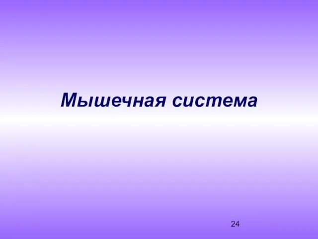 Мышечная система