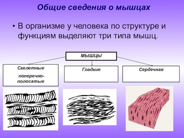 Общие сведения о мышцах В организме у человека по структуре и