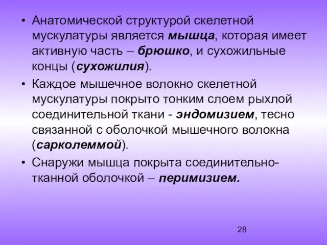 Анатомической структурой скелетной мускулатуры является мышца, которая имеет активную часть –