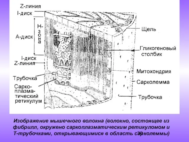 Изображение мышечного волокна (волокно, состоящее из фибрилл, окружено саркоплазматическим ретикуломом и Т-трубочками, открывающимися в область сарколеммы)