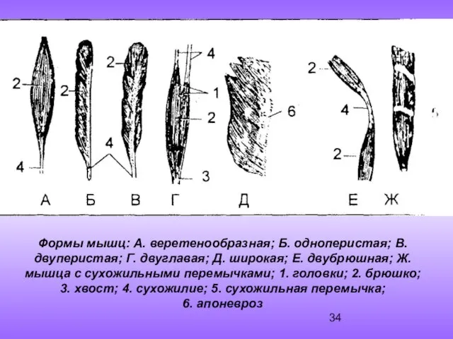 Формы мышц: А. веретенообразная; Б. одноперистая; В. двуперистая; Г. двуглавая; Д.