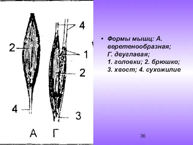 Формы мышц: А. веретенообразная; Г. двуглавая; 1. головки; 2. брюшко; 3. хвост; 4. сухожилие