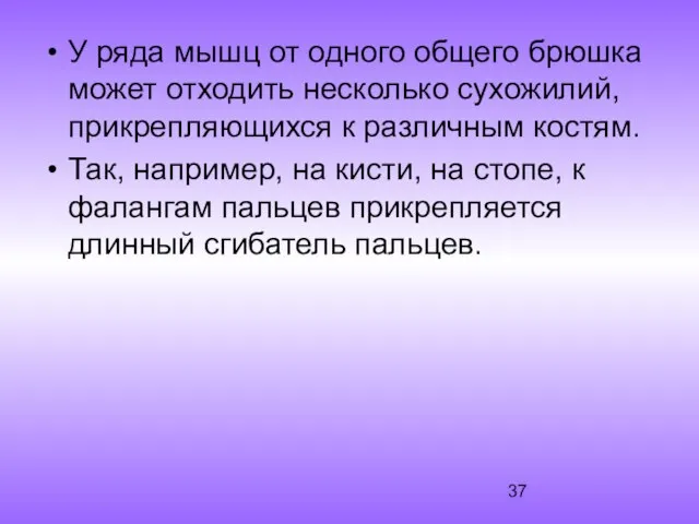 У ряда мышц от одного общего брюшка может отходить несколько сухожилий,