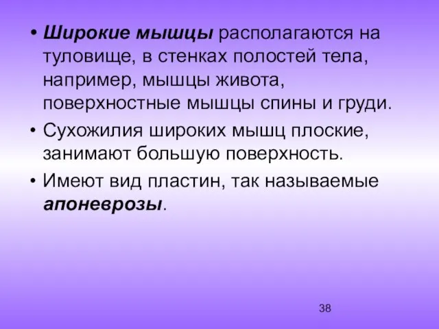 Широкие мышцы располагаются на туловище, в стенках полостей тела, например, мышцы