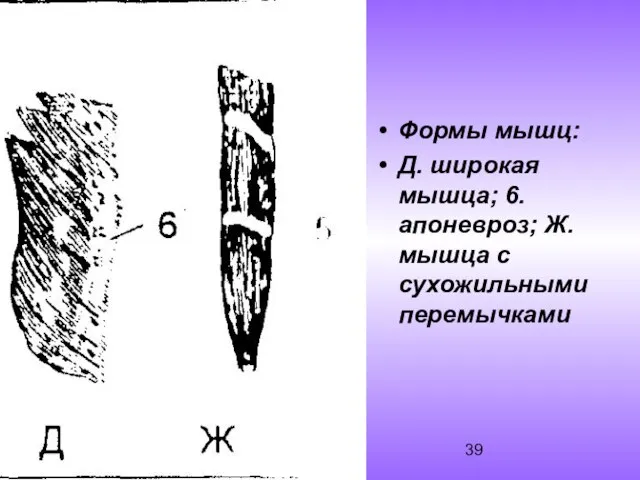 Формы мышц: Д. широкая мышца; 6. апоневроз; Ж. мышца с сухожильными перемычками