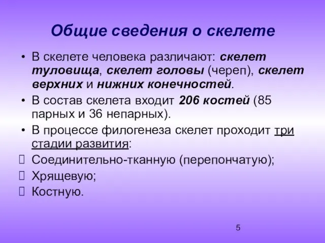 Общие сведения о скелете В скелете человека различают: скелет туловища, скелет