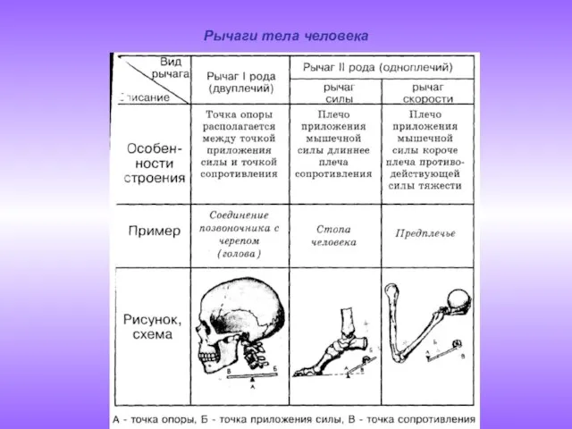 Рычаги тела человека