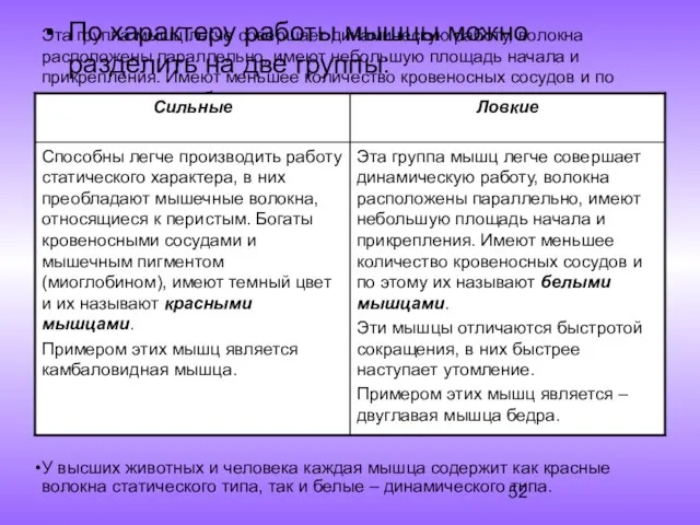 Эта группа мышц легче совершает динамическую работу, волокна расположены параллельно, имеют