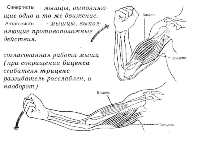 Синергисты Синергисты Антагонисты