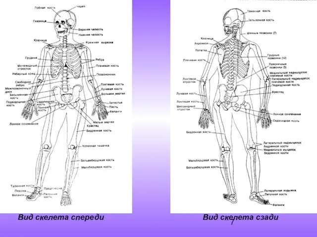 Вид скелета спереди Вид скелета сзади