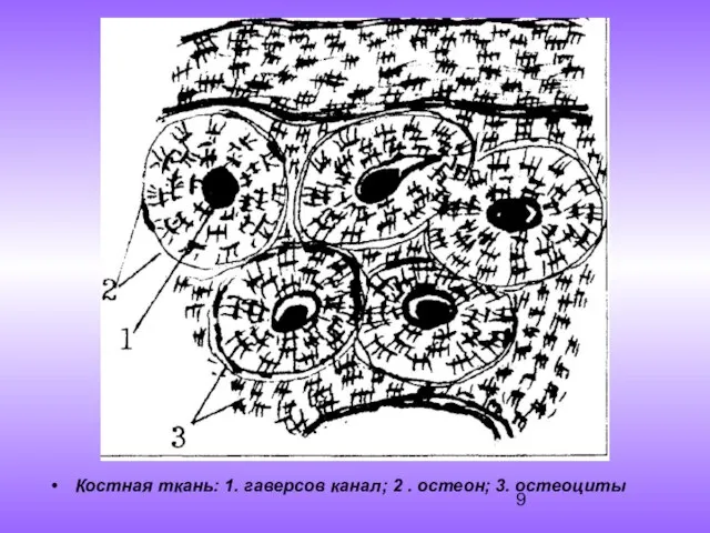 Костная ткань: 1. гаверсов канал; 2 . остеон; 3. остеоциты