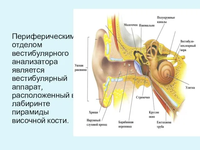 Периферическим отделом вестибулярного анализатора является вестибулярный аппарат, расположенный в лабиринте пирамиды височной кости.