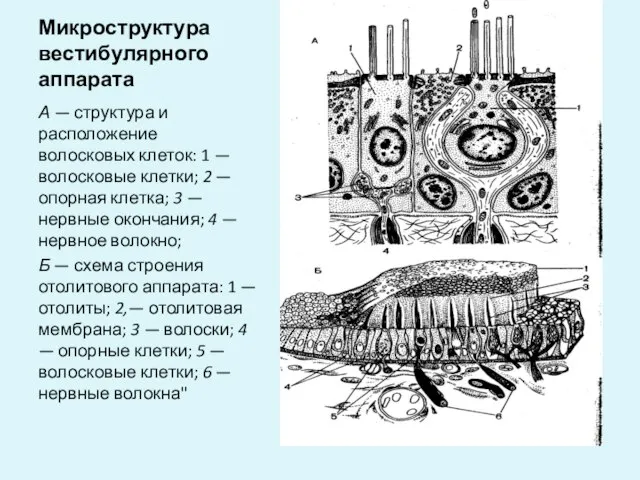 Микроструктура вестибулярного аппарата А — структура и расположение волосковых клеток: 1