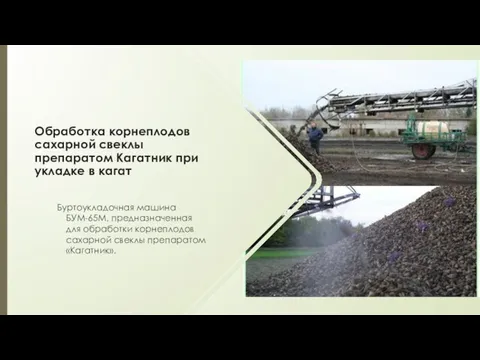 Обработка корнеплодов сахарной свеклы препаратом Кагатник при укладке в кагат Буртоукладочная