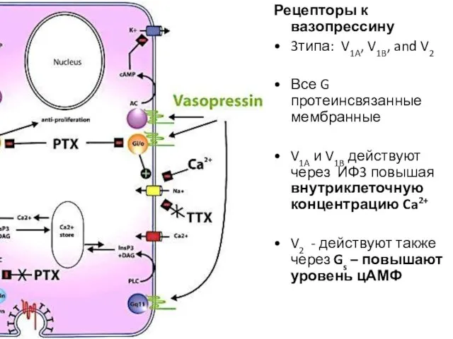 Рецепторы к вазопрессину 3типа: V1A, V1B, and V2 Все G протеинсвязанные