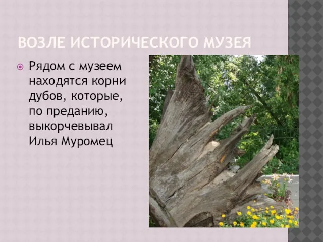 ВОЗЛЕ ИСТОРИЧЕСКОГО МУЗЕЯ Рядом с музеем находятся корни дубов, которые, по преданию, выкорчевывал Илья Муромец