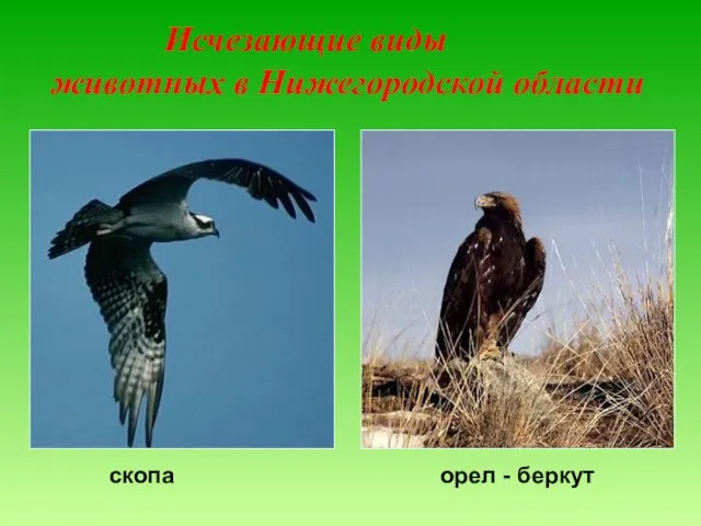 Исчезающие виды животных в Нижегородской области скопа орел - беркут