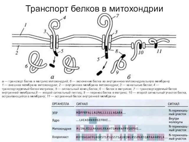 а — транспорт белка в матрикс митохондрий; б — включение белка