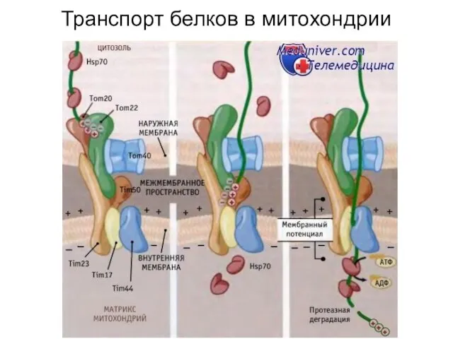 Транспорт белков в митохондрии